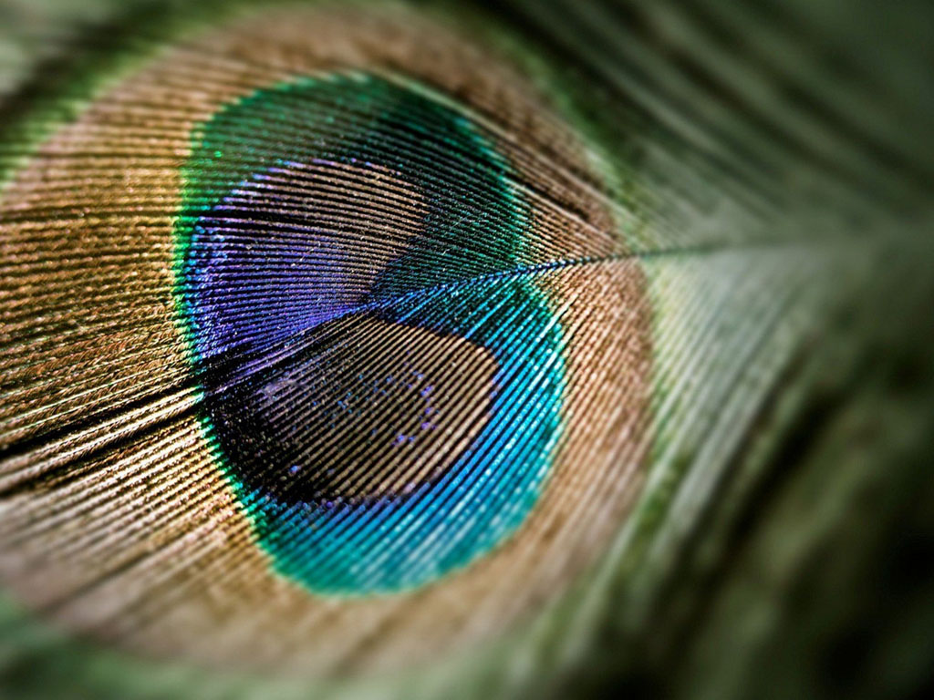 Peacock Feather Desktop Wallpaper Image Pictures Becuo