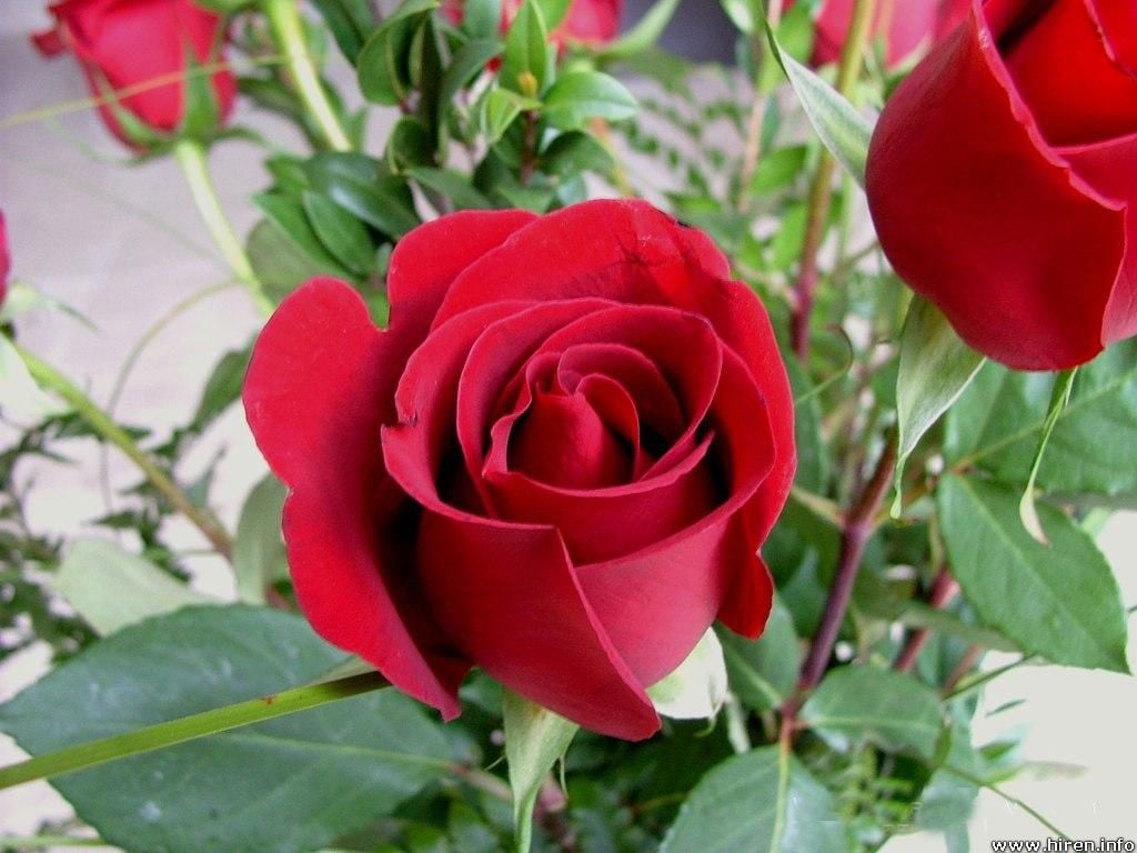 beautiful red rose flowers pictures beautiful red rose flowers