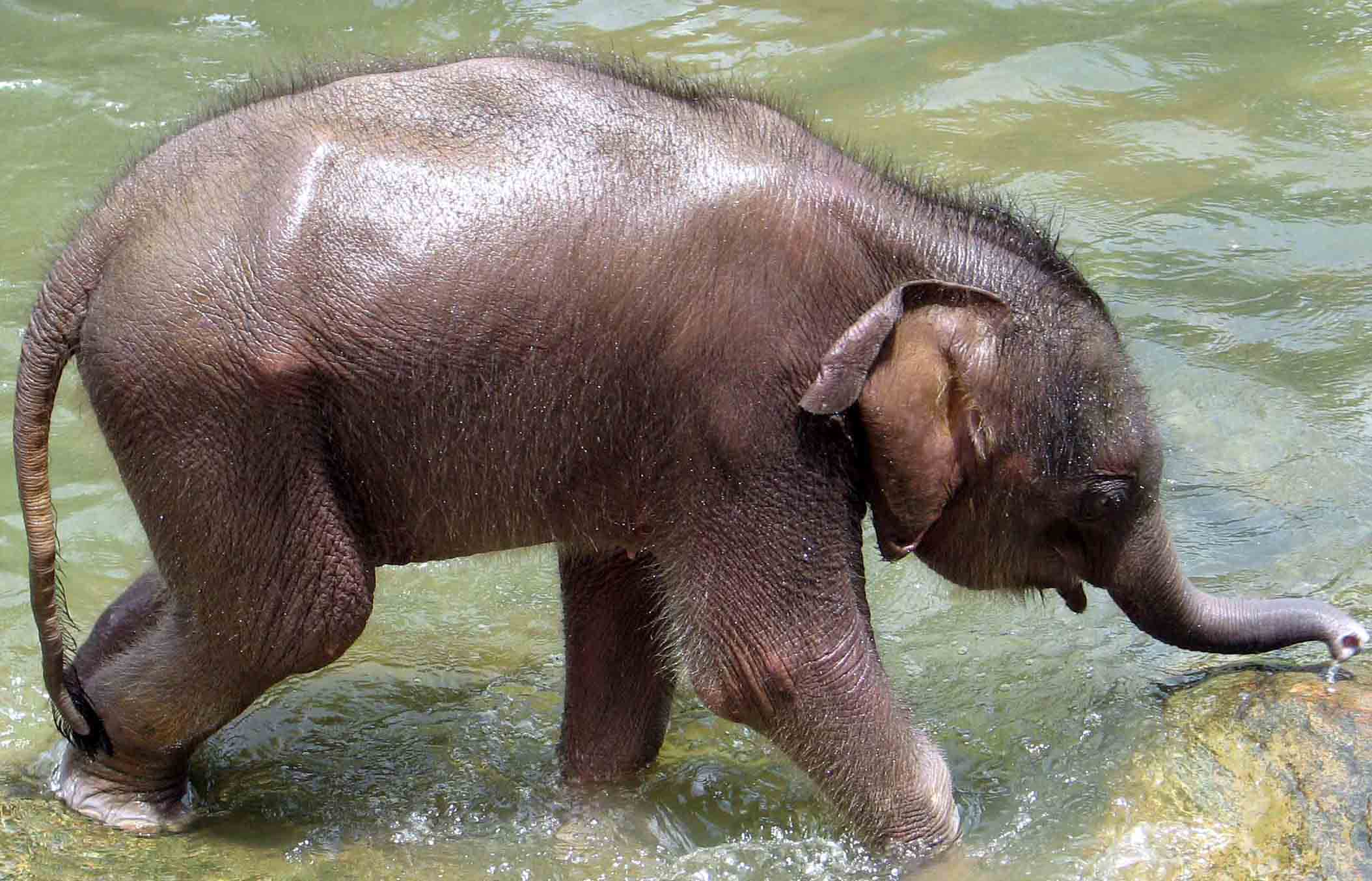 Baby Elephant Pictures Hd Wallpapers in Animals Imagescicom