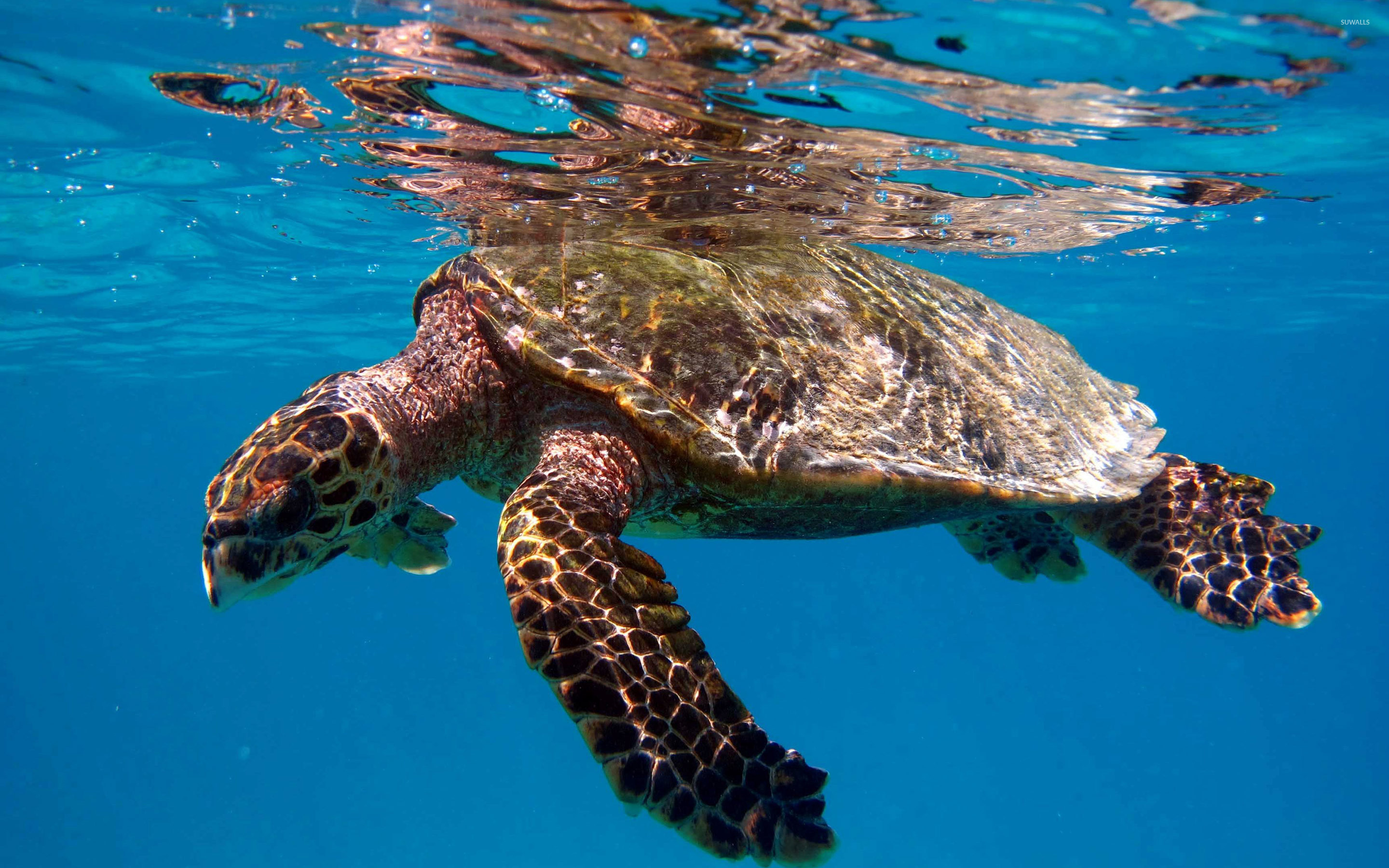 Turtle swimming in the clear blue water wallpaper   Animal