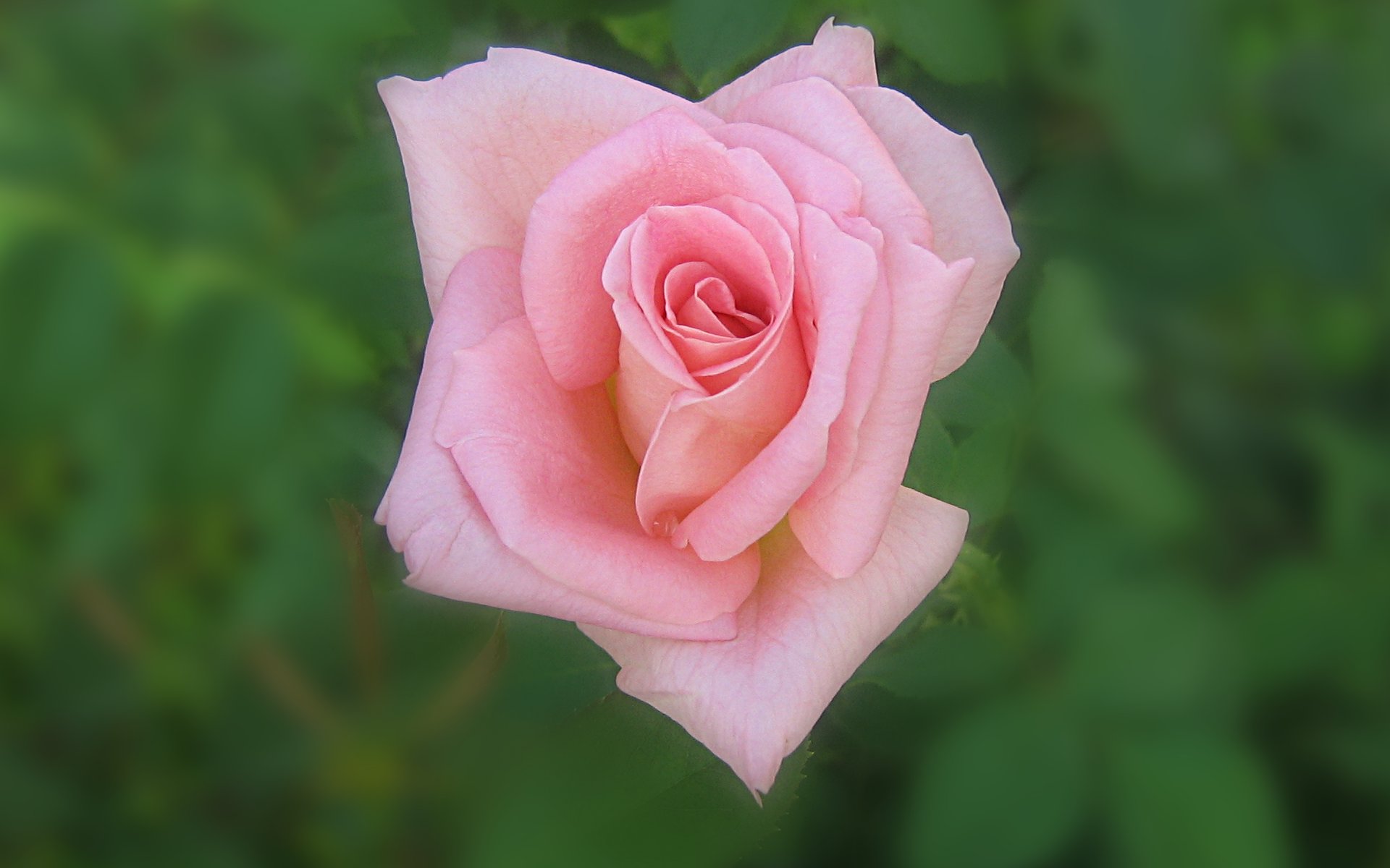 Widescreen Pink Roses Rose Full HD desktop wallpaper Wallinda