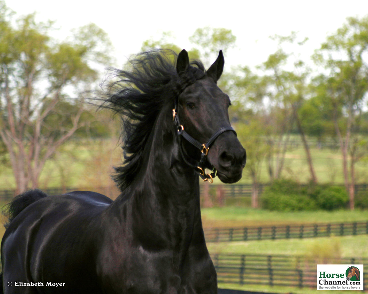 Friesian Screensaver And Wallpaper Horse Illustrated