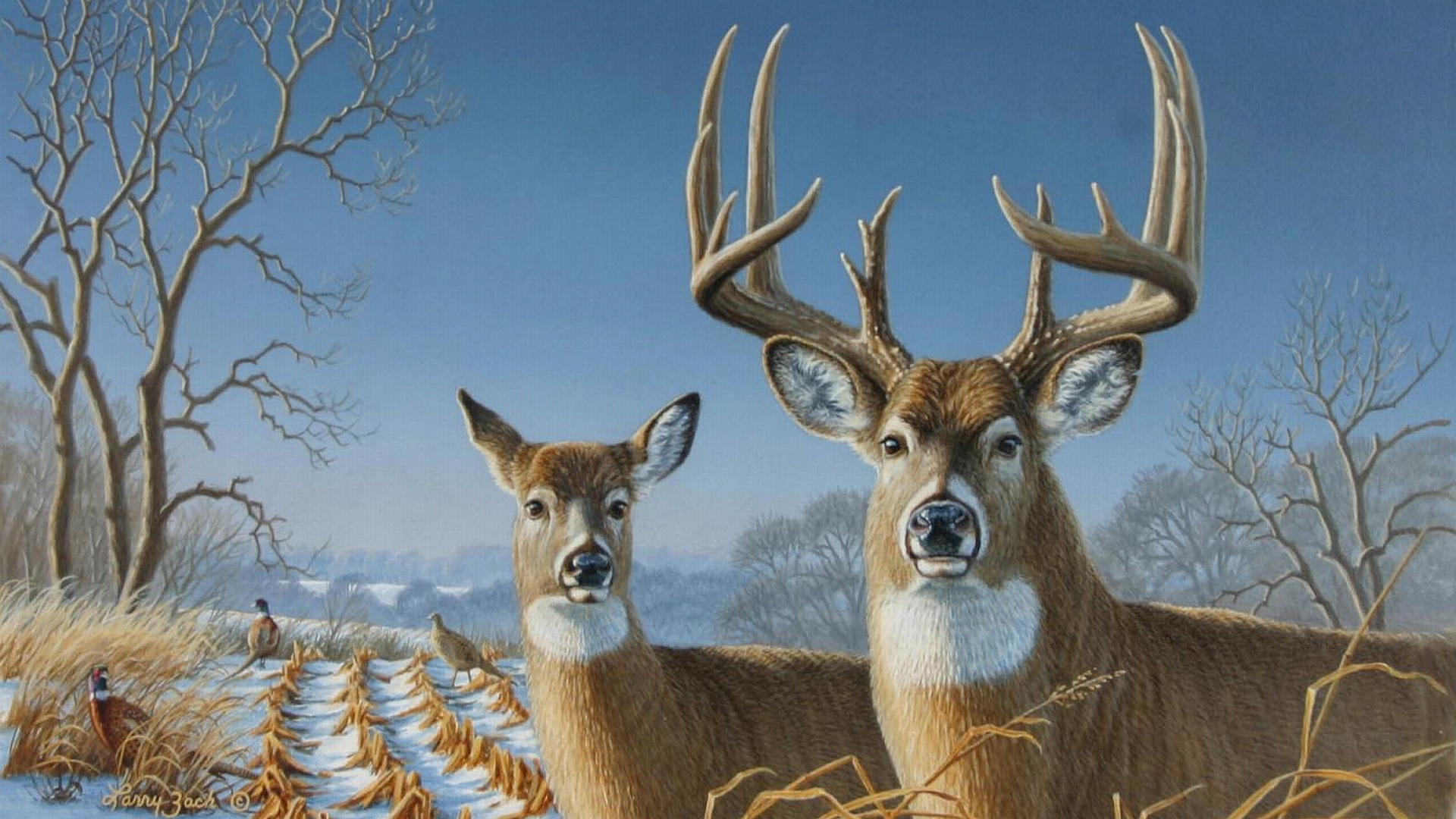 X Animal Deer Whitetail Deers HD Desktop Wallpaper