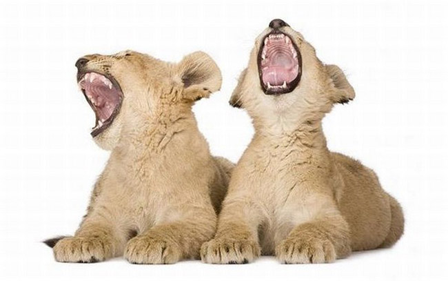 Lion Cubs On White Background