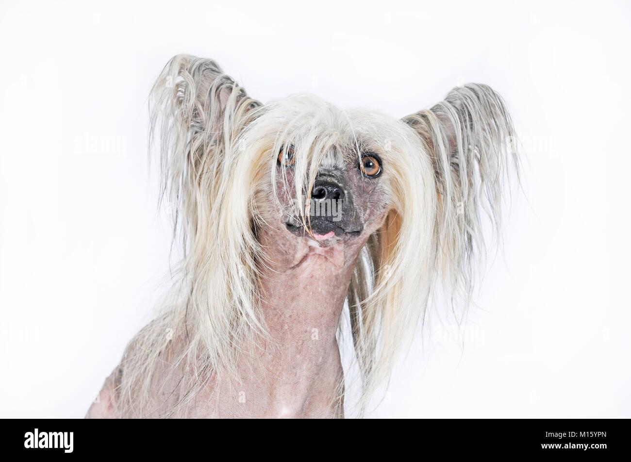 Dog breed Chinese Crested Hairlessmale dogportraitstudio shot