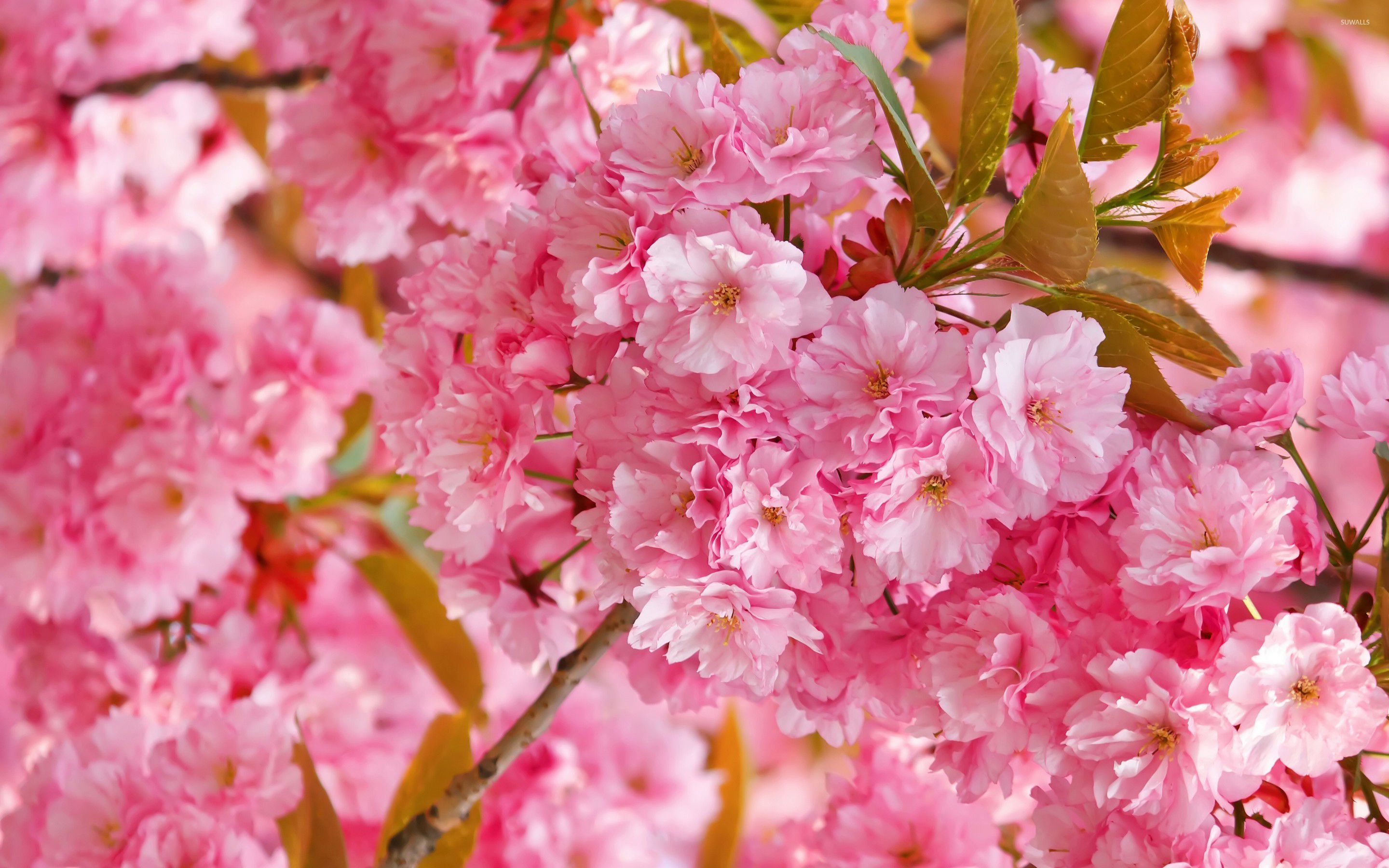 Pink Cherry Blossoms Wallpaper Flower