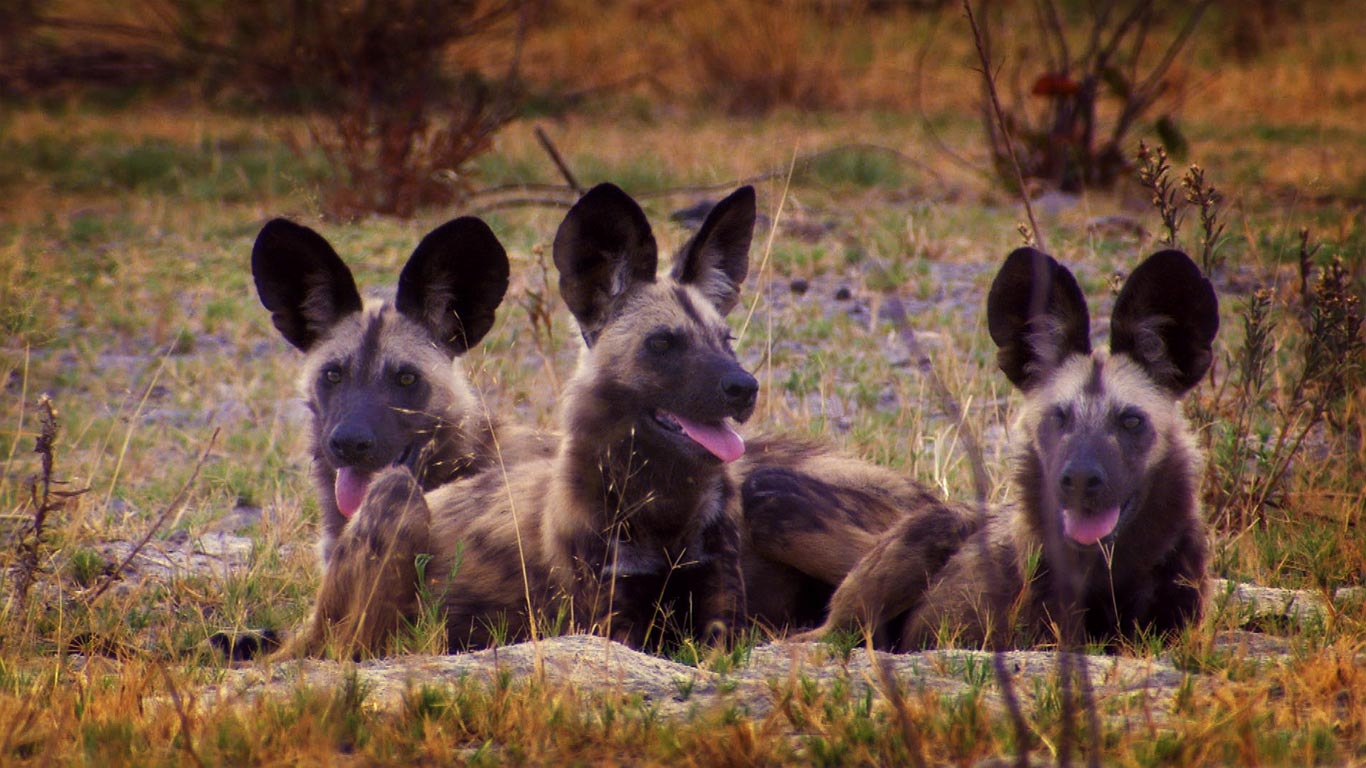 Wild Dogs In Botswana Getty Image Bing Australia Design