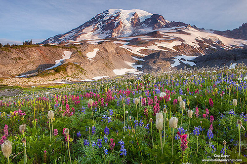 Mount Rainier Above Flower Meadows Photo Sharing