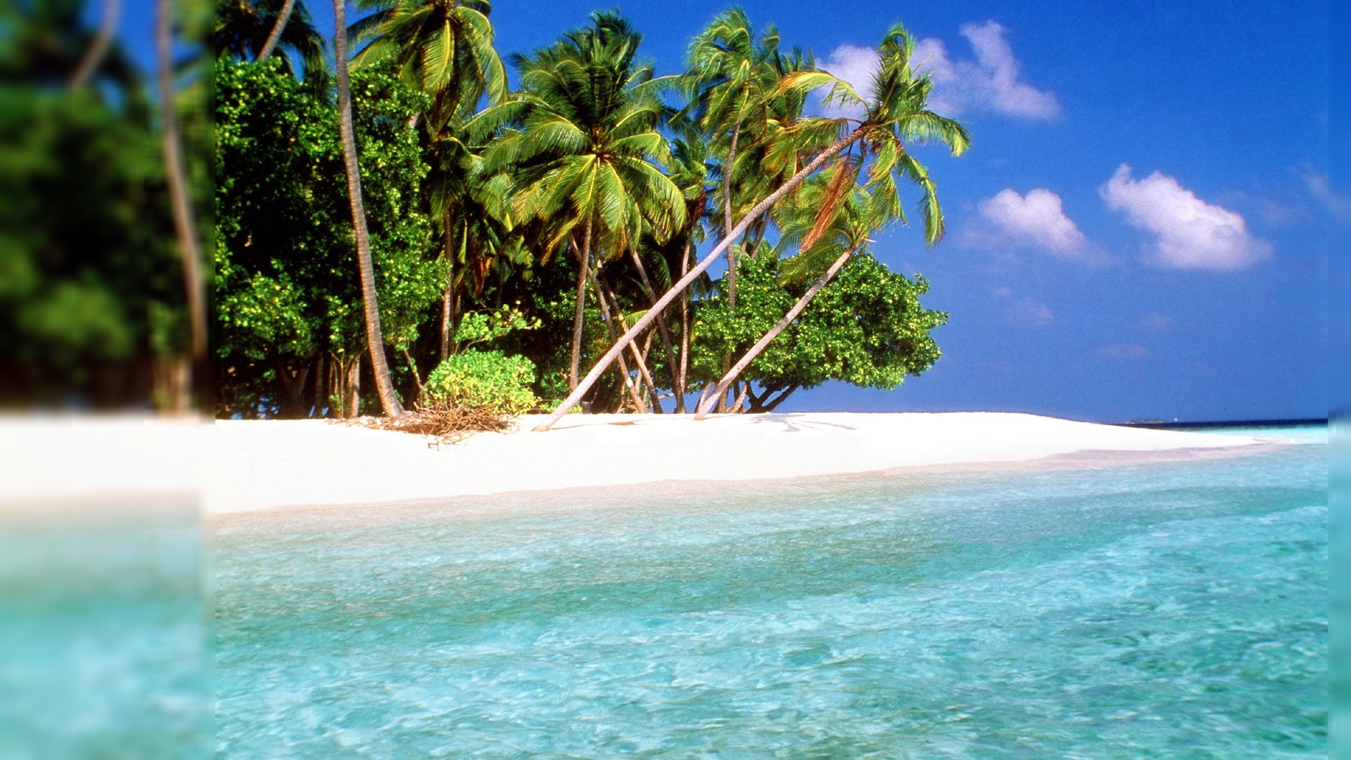 Tropical Computer Wallpaper Desktop Image