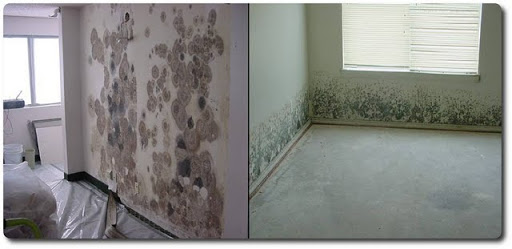 Mold On Interior Walls Left Formed Behind Wallpaper