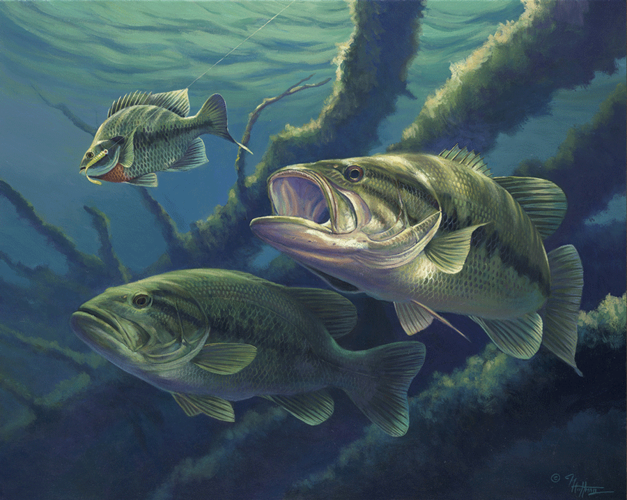 Largemouth Bass Jumping Wallpaper Fish Gif