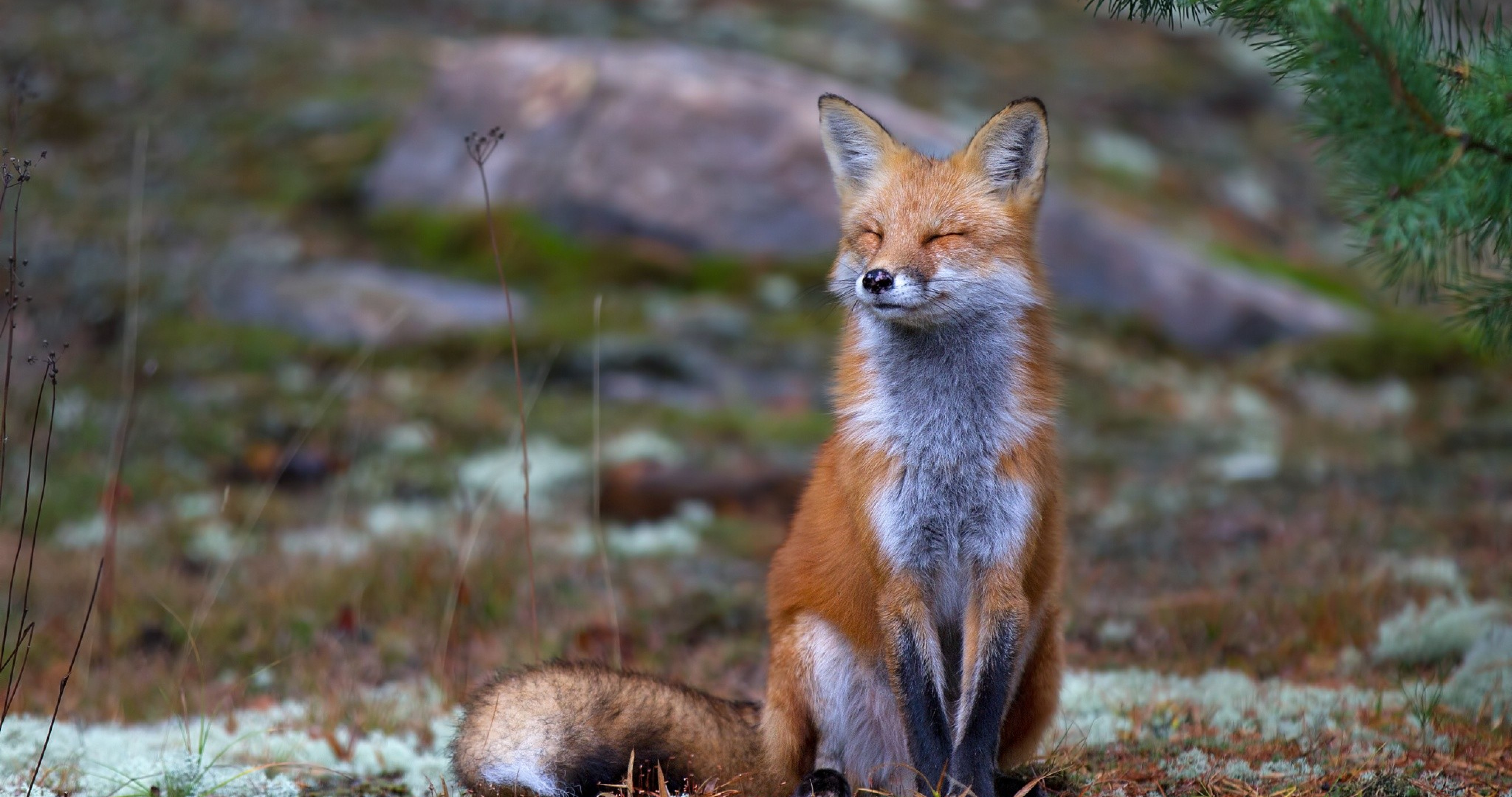 Desktop Wallpaper Cute Red Fox Animal  Hd Image Picture Background 9zlt  T