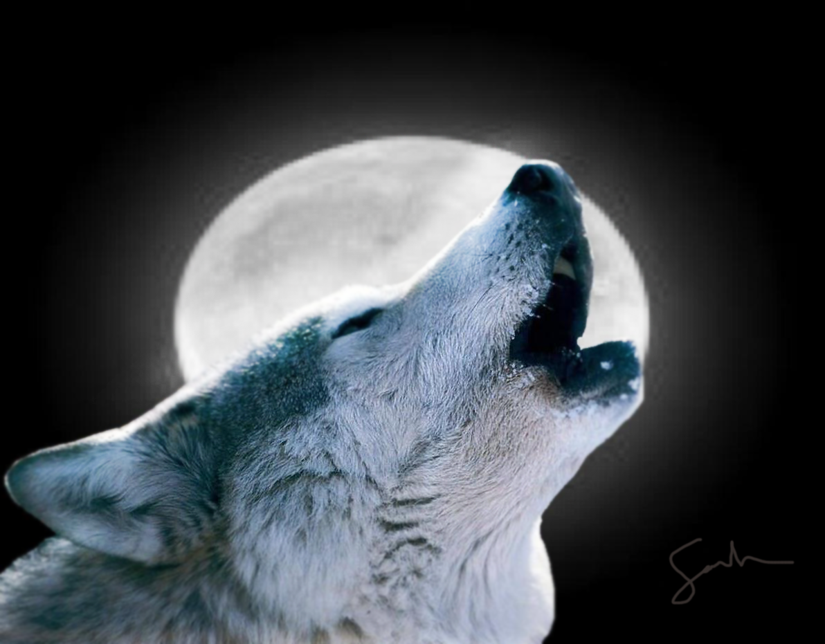 Wolf Howling Clip Art On