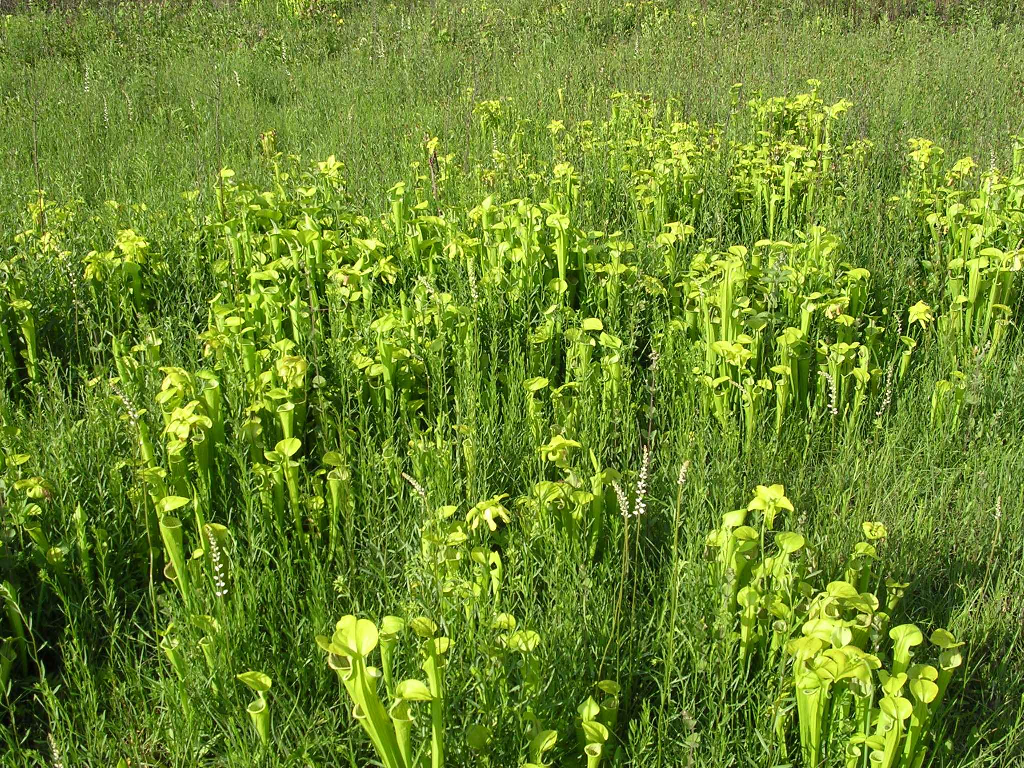 Picture Green Pitcher Plants Fields Sarracenia