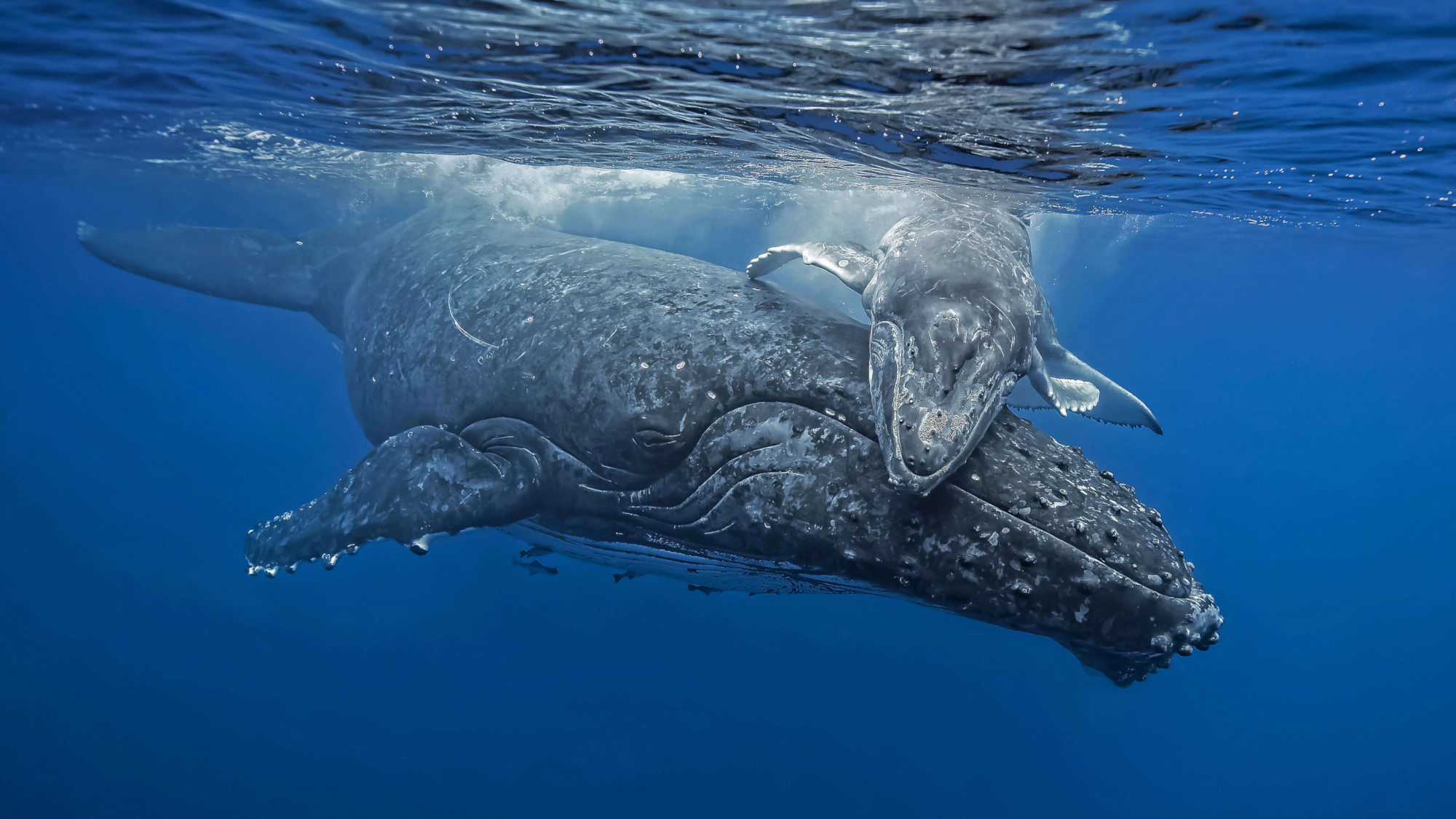 Animal Humpback Whale HD Wallpaper