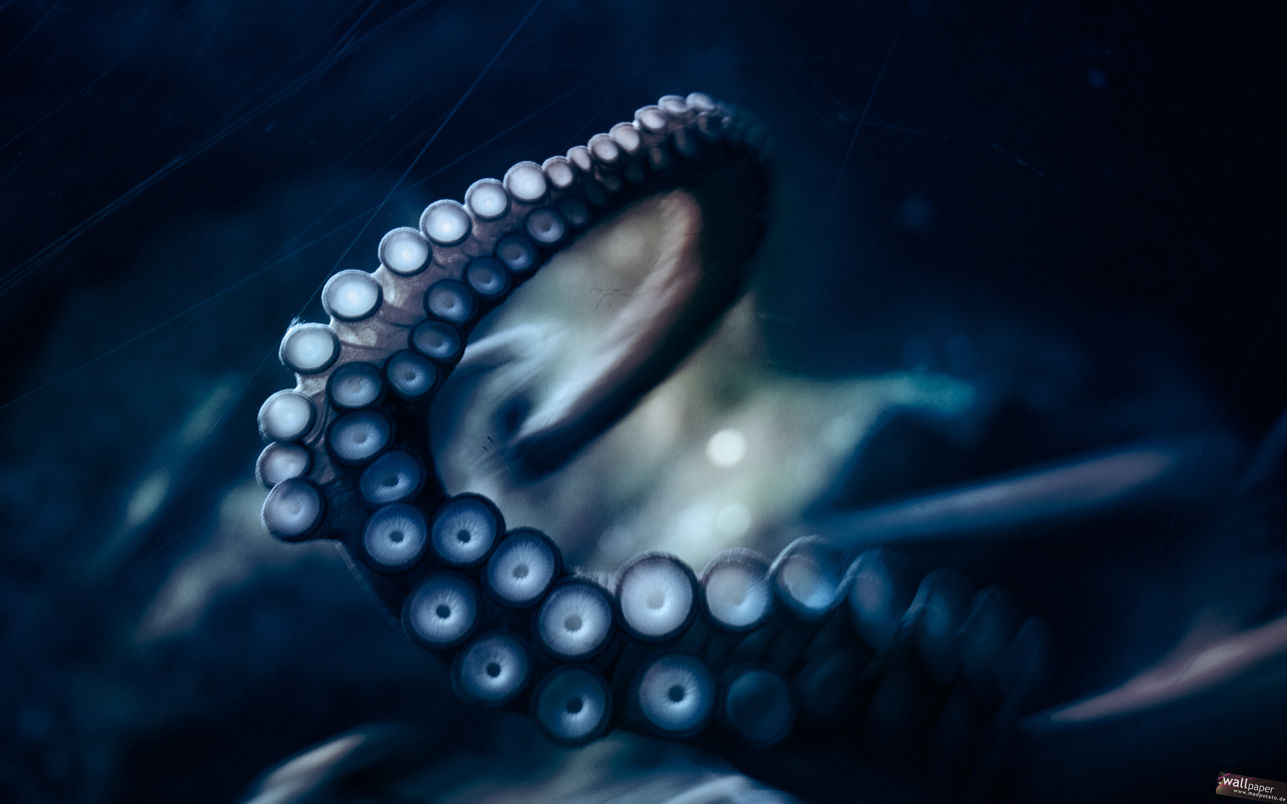 Octopuses Tentacles Cephalopod Wallpaper