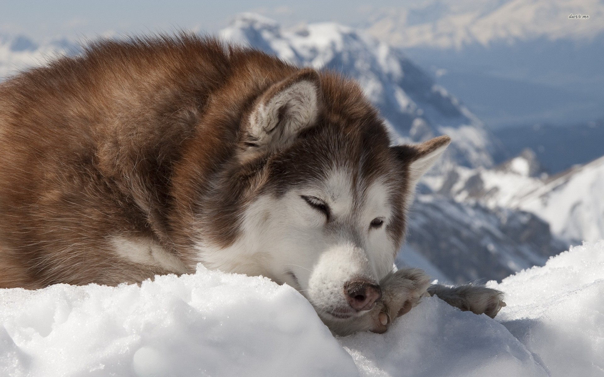 Alaskan Husky Wallpaper Background Dogbreedswallpaper