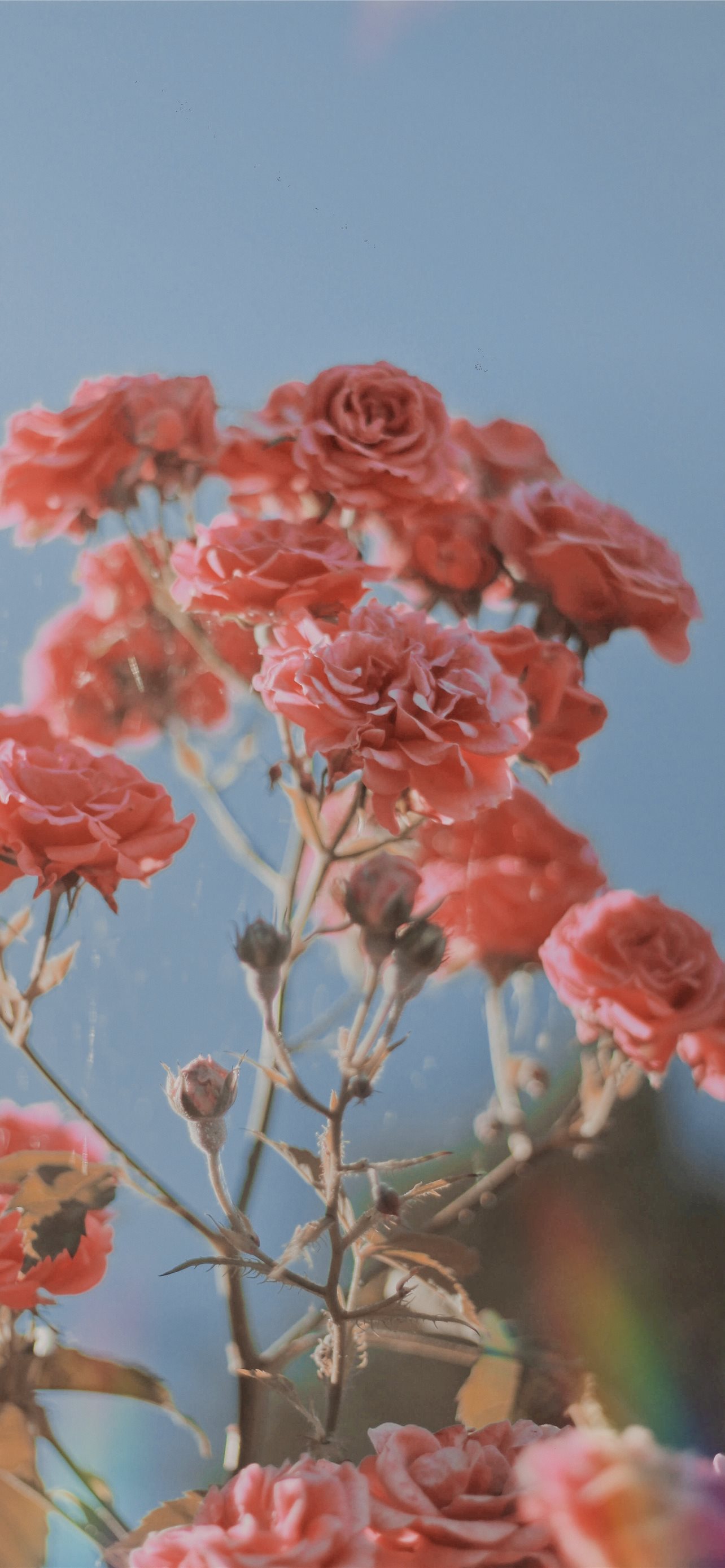 Pink Rose Flower iPhone Wallpaper