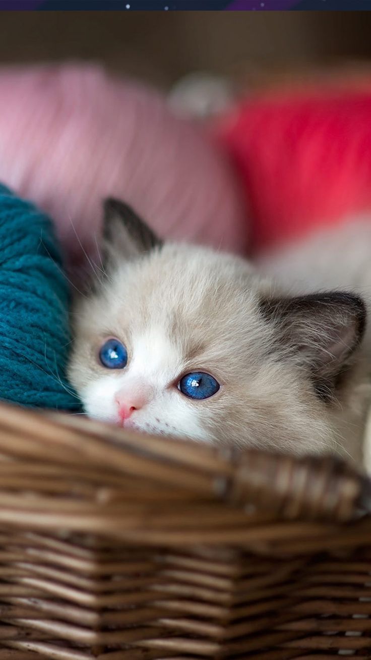 Kitten Blue Eyes Wool Balls 4k Ultra HD Mobile Wallpaper Cats