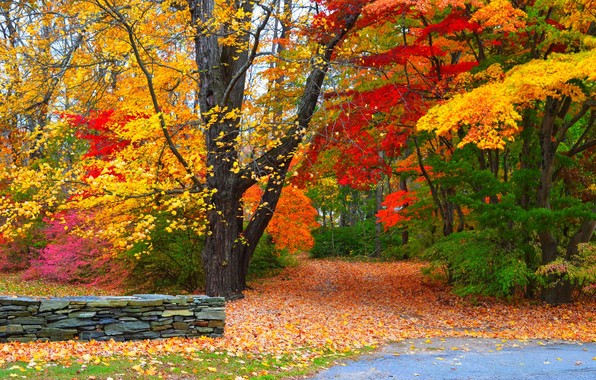 Path Autumn Fall Colors Walk Leaves Wallpaper Photos Pictures