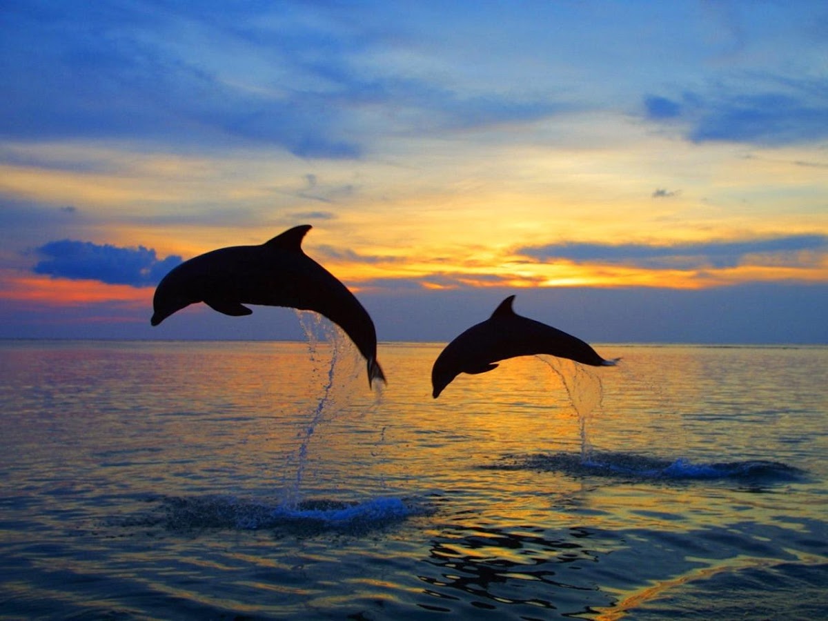 Dolphin Sunset Live Wallpaper Screenshot