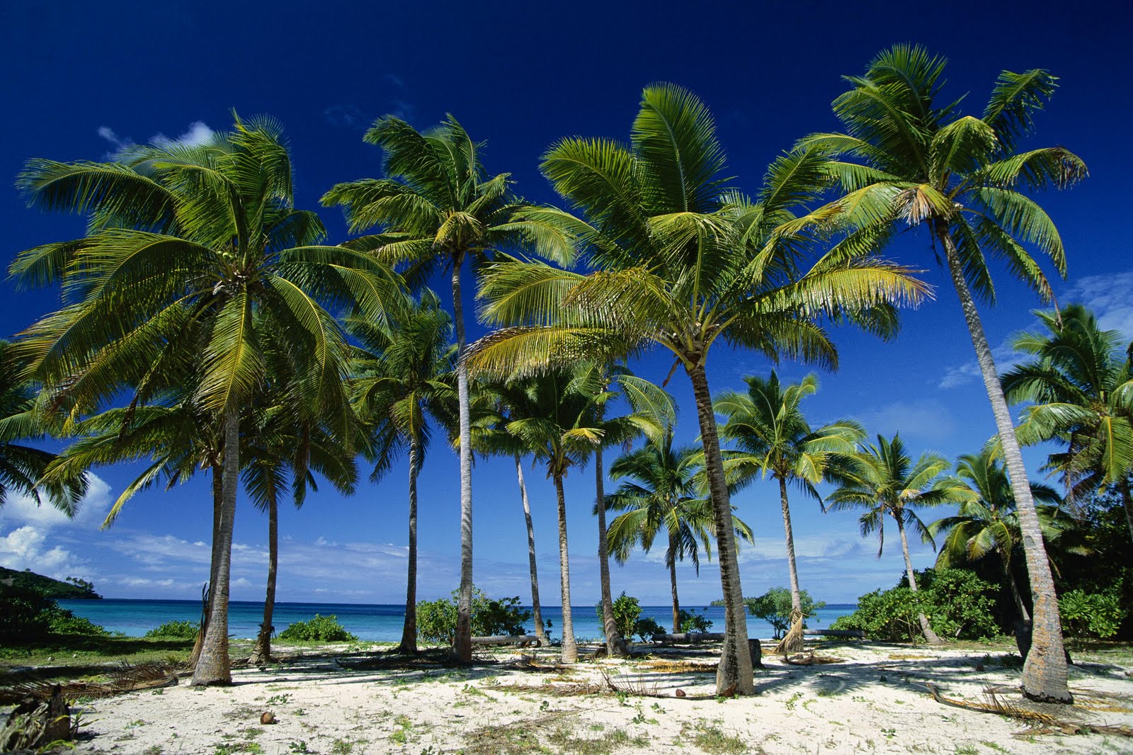 Tropical Landscape With Palm Trees HD Wallpaper The