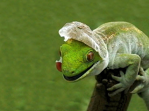 Healthy Collection Of Lizards Wallpaper I M Posting A Few