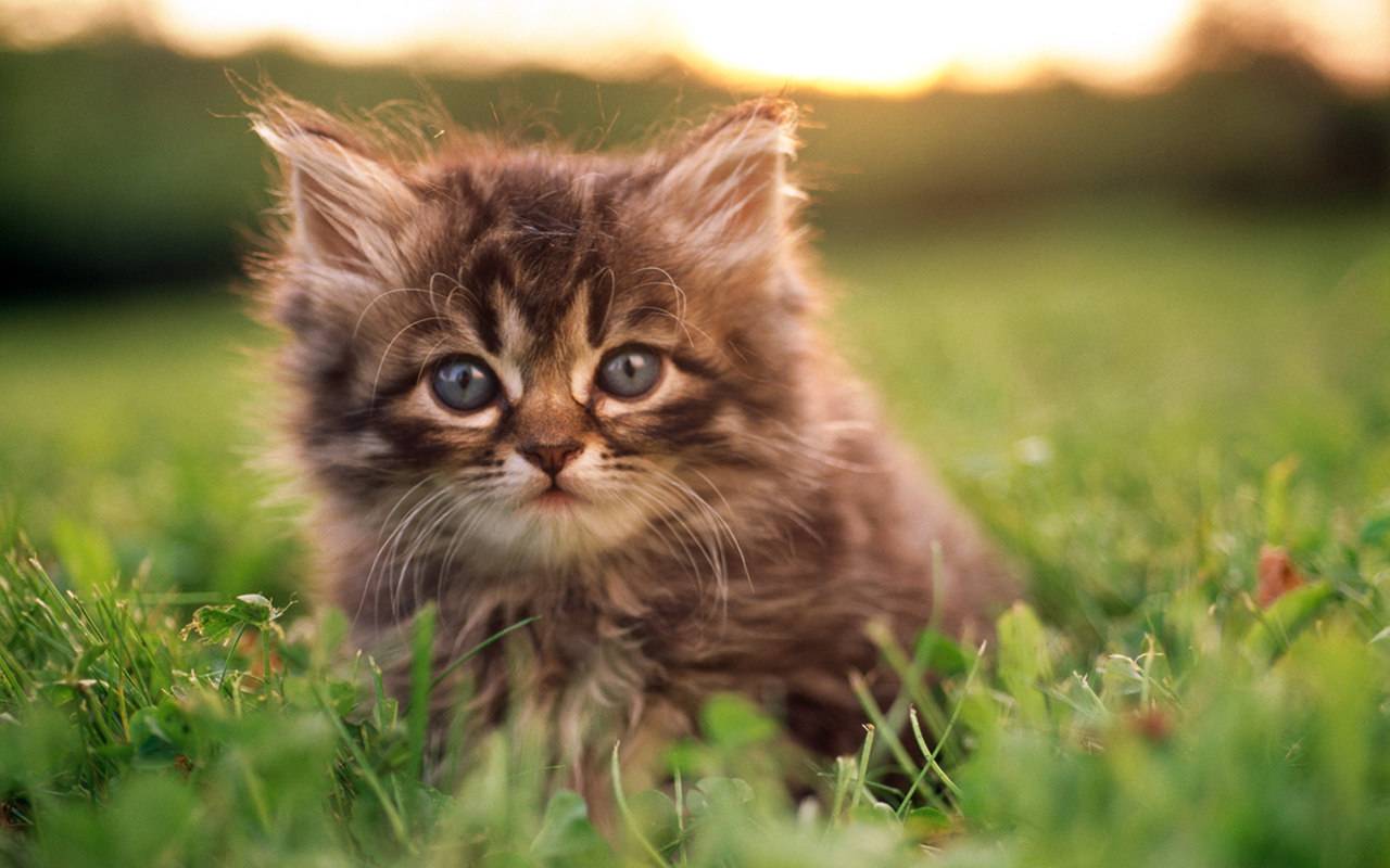 An adorable fluffy kitten with big blue eyes sits in a field of green grass, bathed in the warm glow of the setting sun