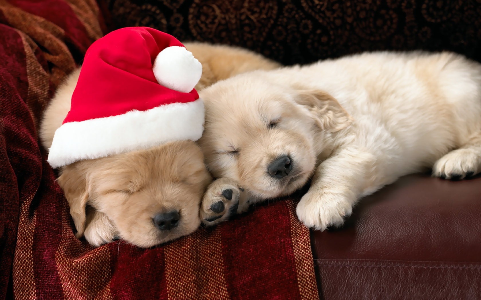 Wallpaper Dog New Year Christmas Puppy