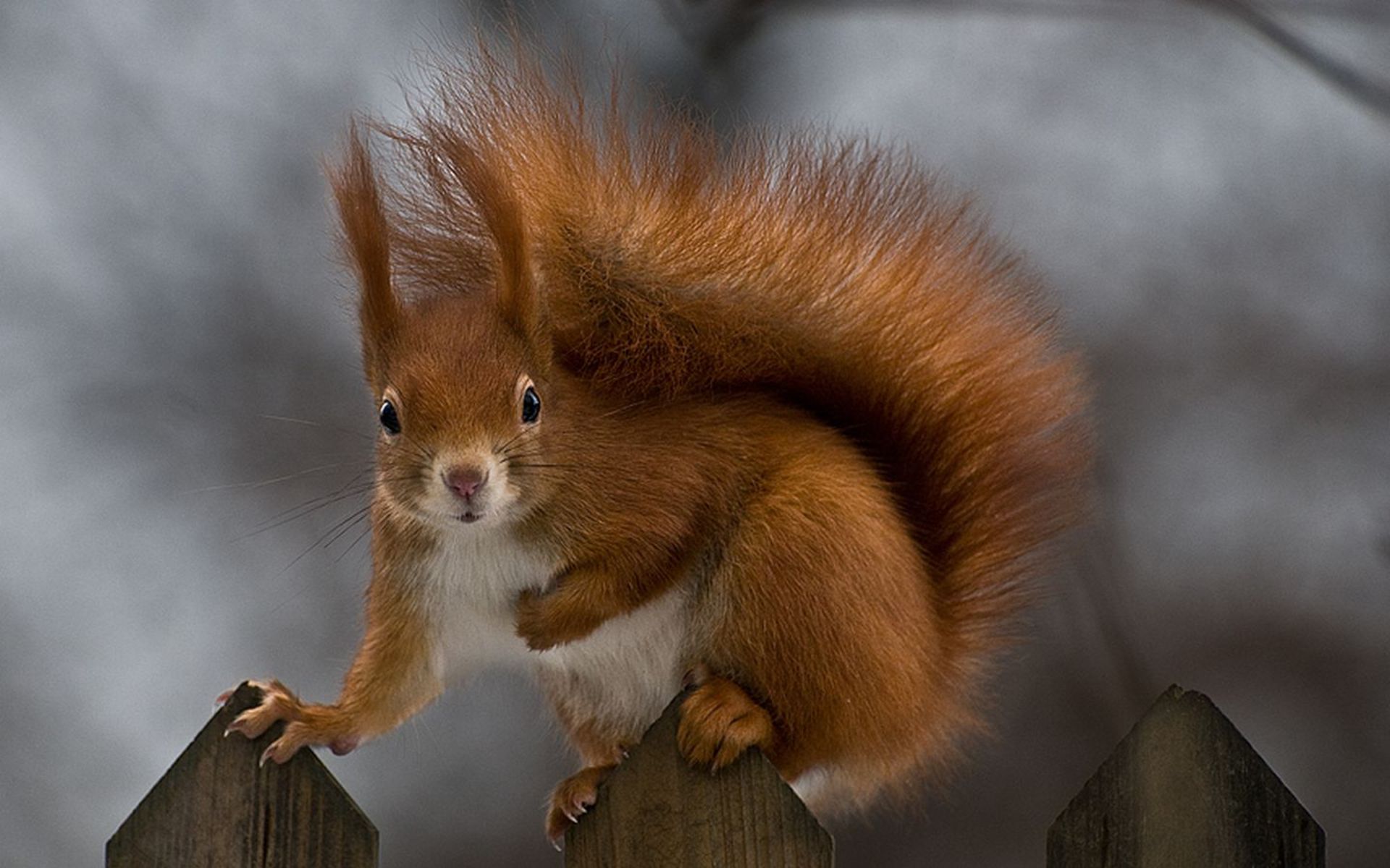 Desktop Wallpapers HD Squirrel Pics Squirrel Apple Wallpaper Squirrel 1920x1200
