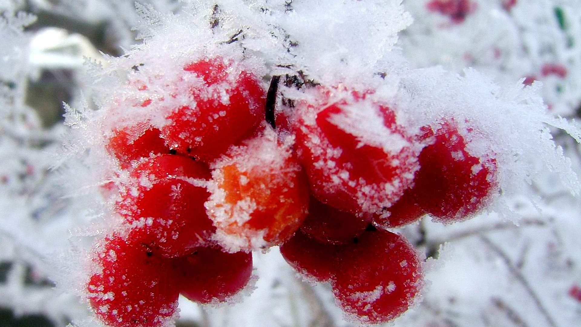 Winter First Snow Red Berries Fruits Cranberry T