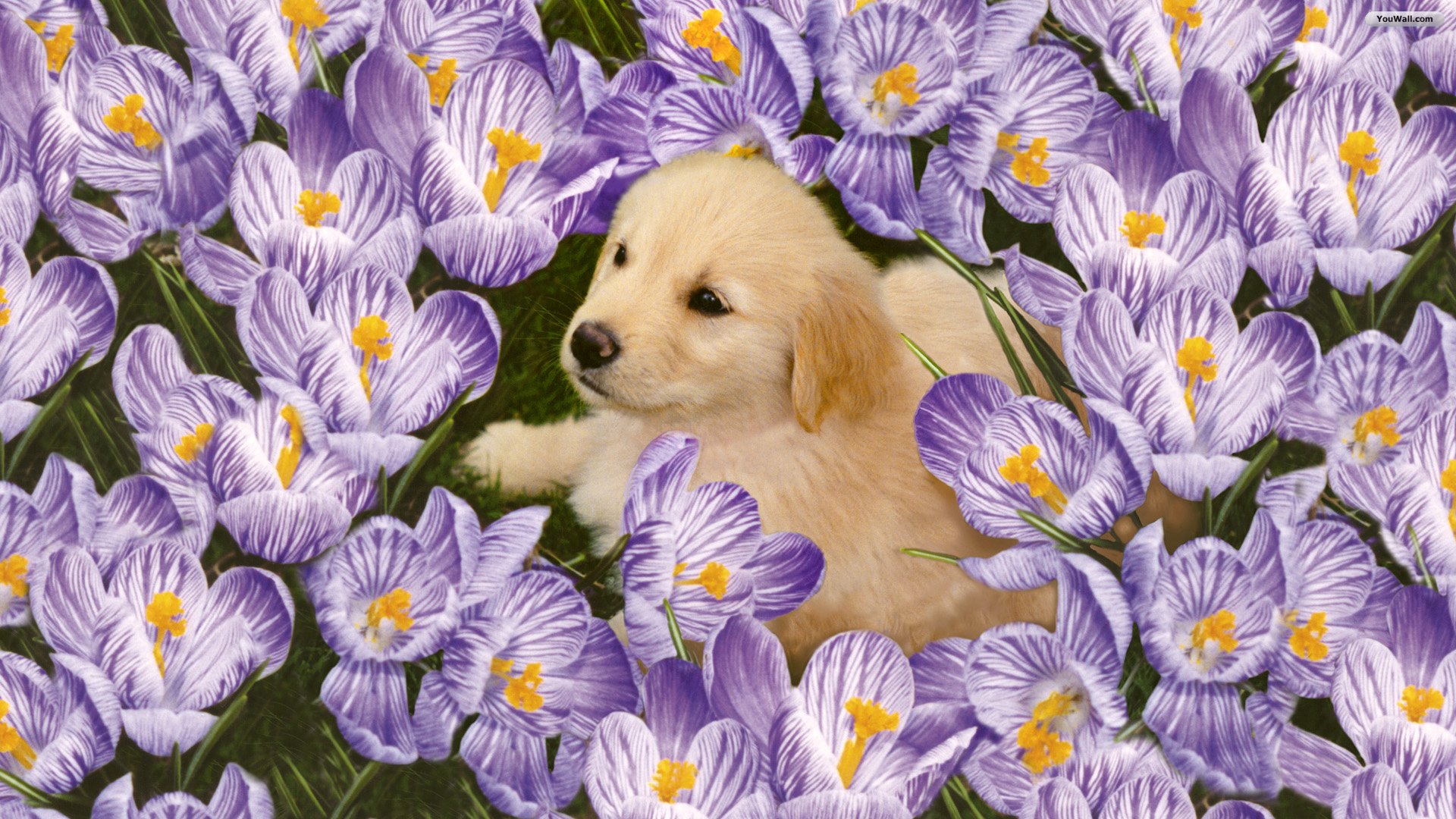 Cute Dog And Flowers Wallpaper