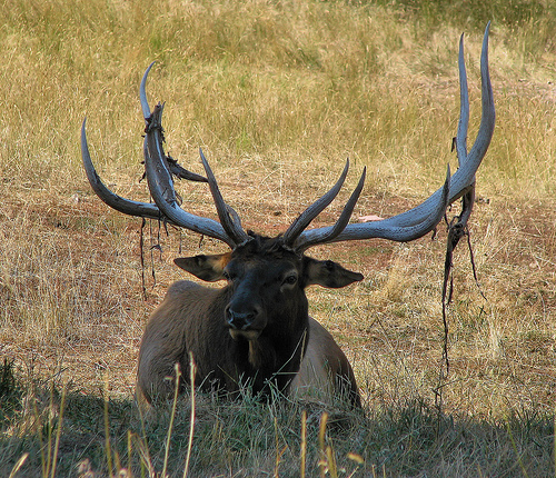 Monster Bull Elk Shedding Its Velvet Photo Sharing