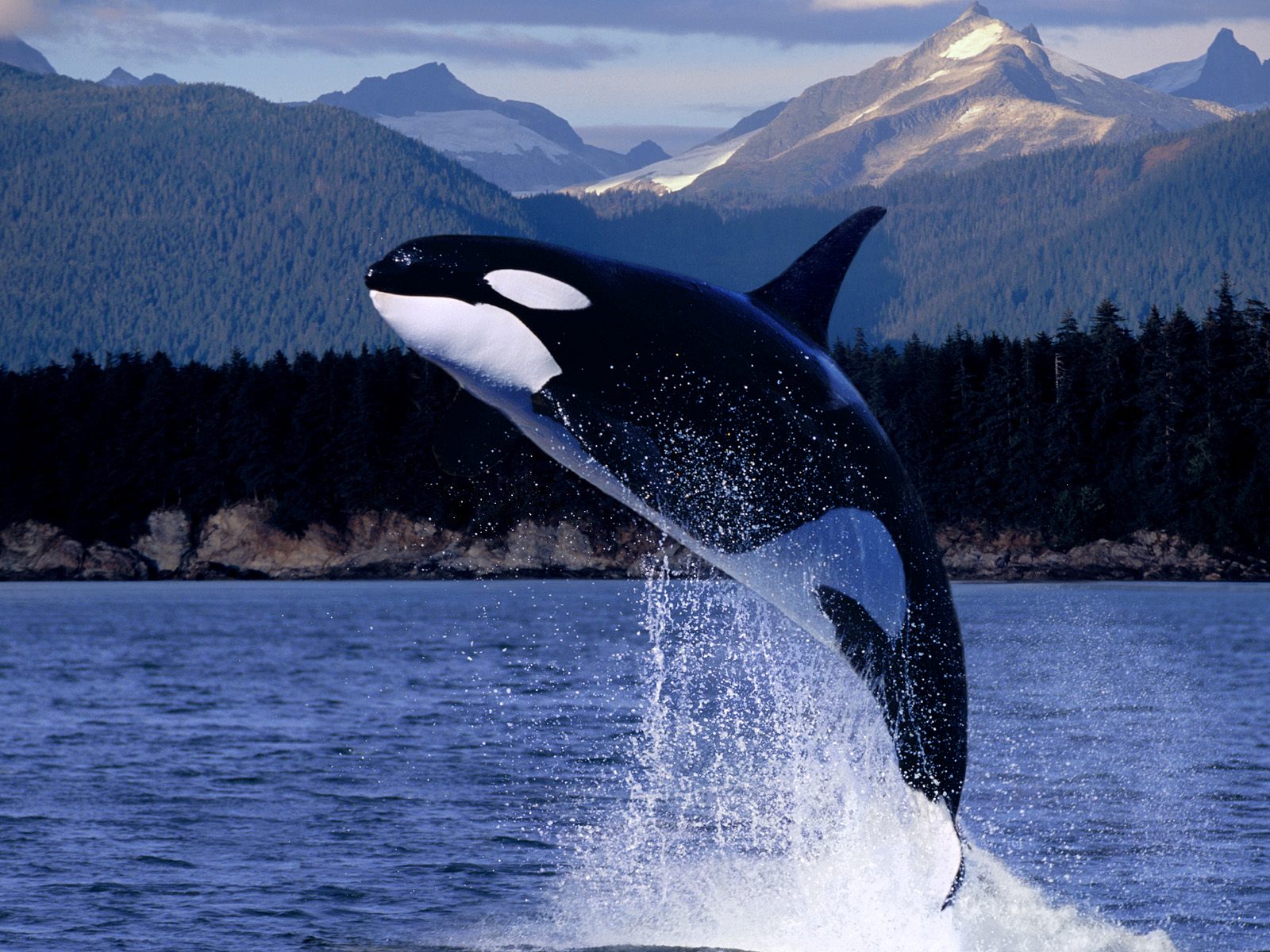 Biggest Ocean Animals Photos Pictures Image Desktop