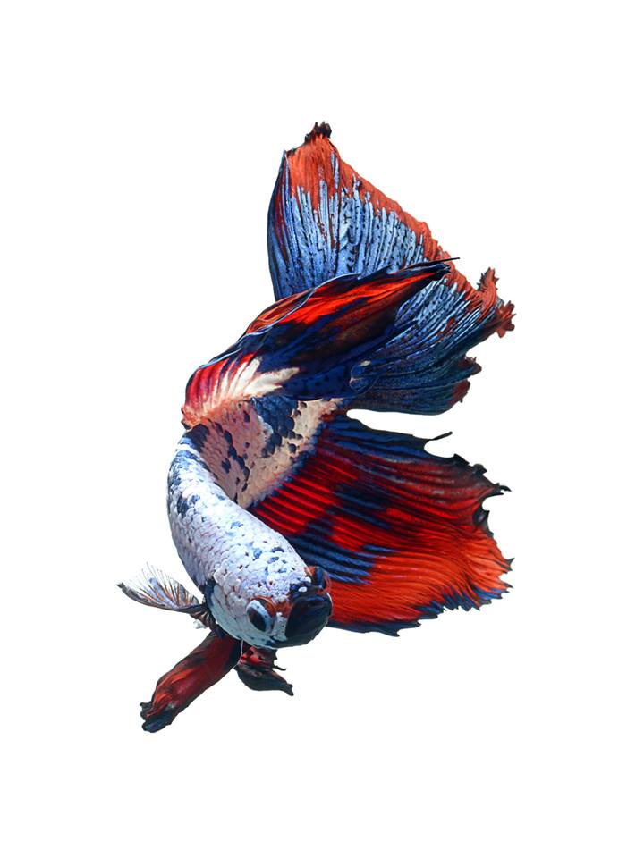 Free download iPhone 6S announced with Betta Background Live tropical fish  [720x960] for your Desktop, Mobile & Tablet | Explore 49+ iPhone 6s Betta  Fish Wallpaper | Betta Fish Wallpaper, Wallpaper 6s