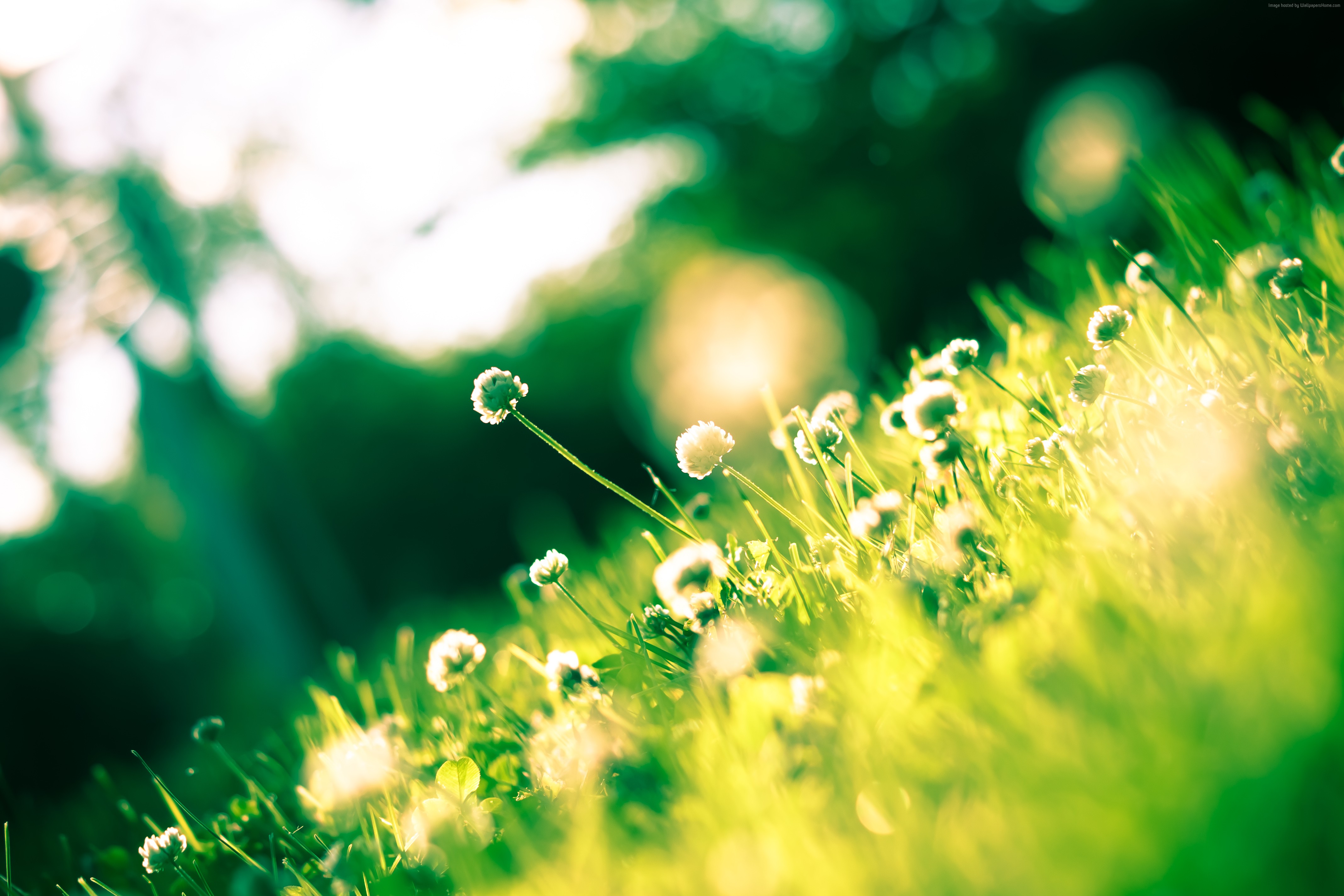 Flower Wallpaper Grass 4k Field Shamrock Clover HD