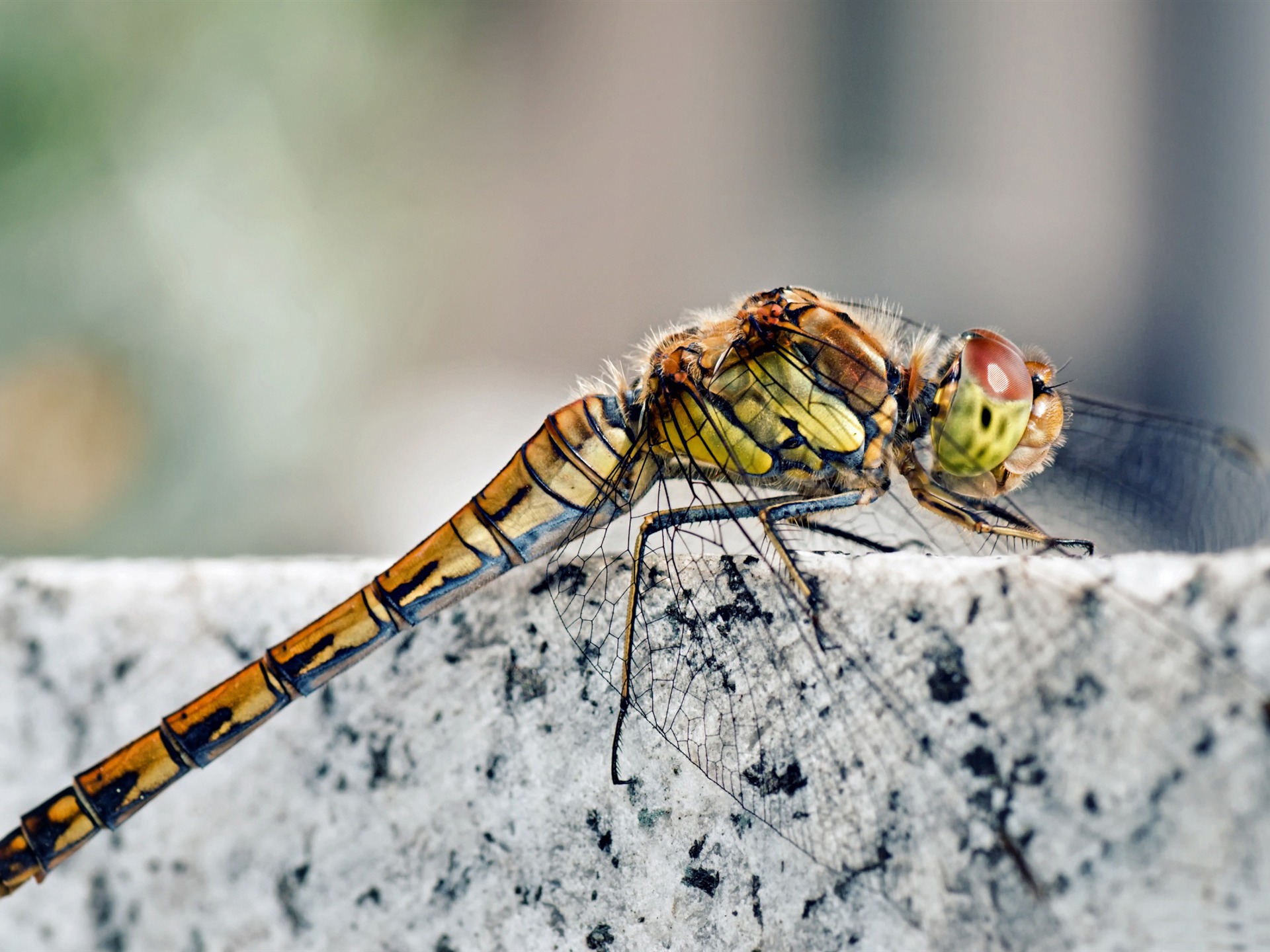 Dragonfly Macro All Kinds Of Insects Wallpaper