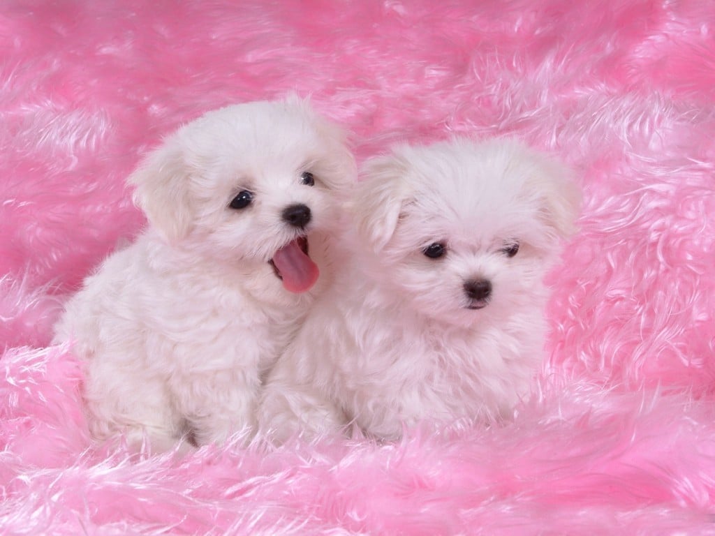  And Wallpapers Cute Puppies Wallpapers   Very Cute Puppies Wallpapers 1024x768