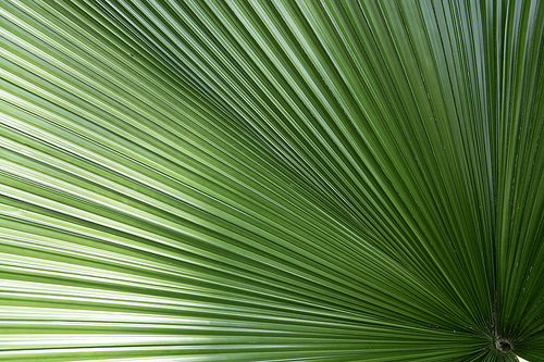 Leaf Perspective Good Desktop Background Flora Of By Ray