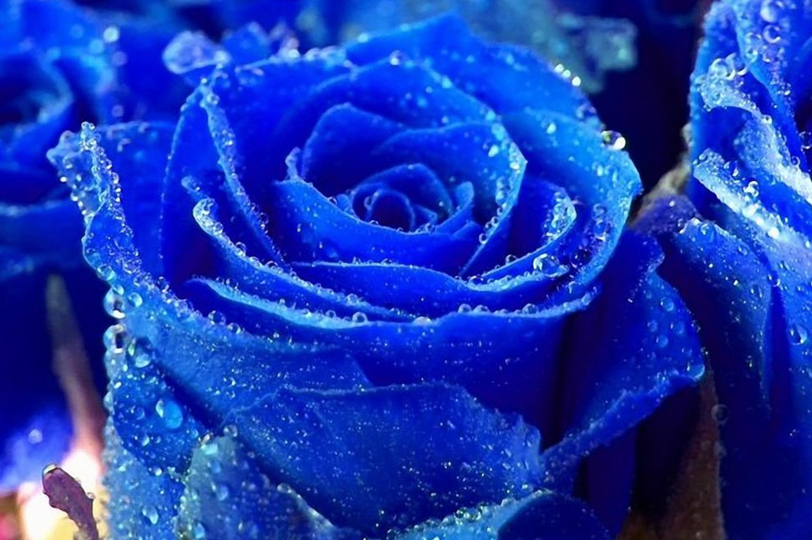 Blue Rose Wallpaper Flowers