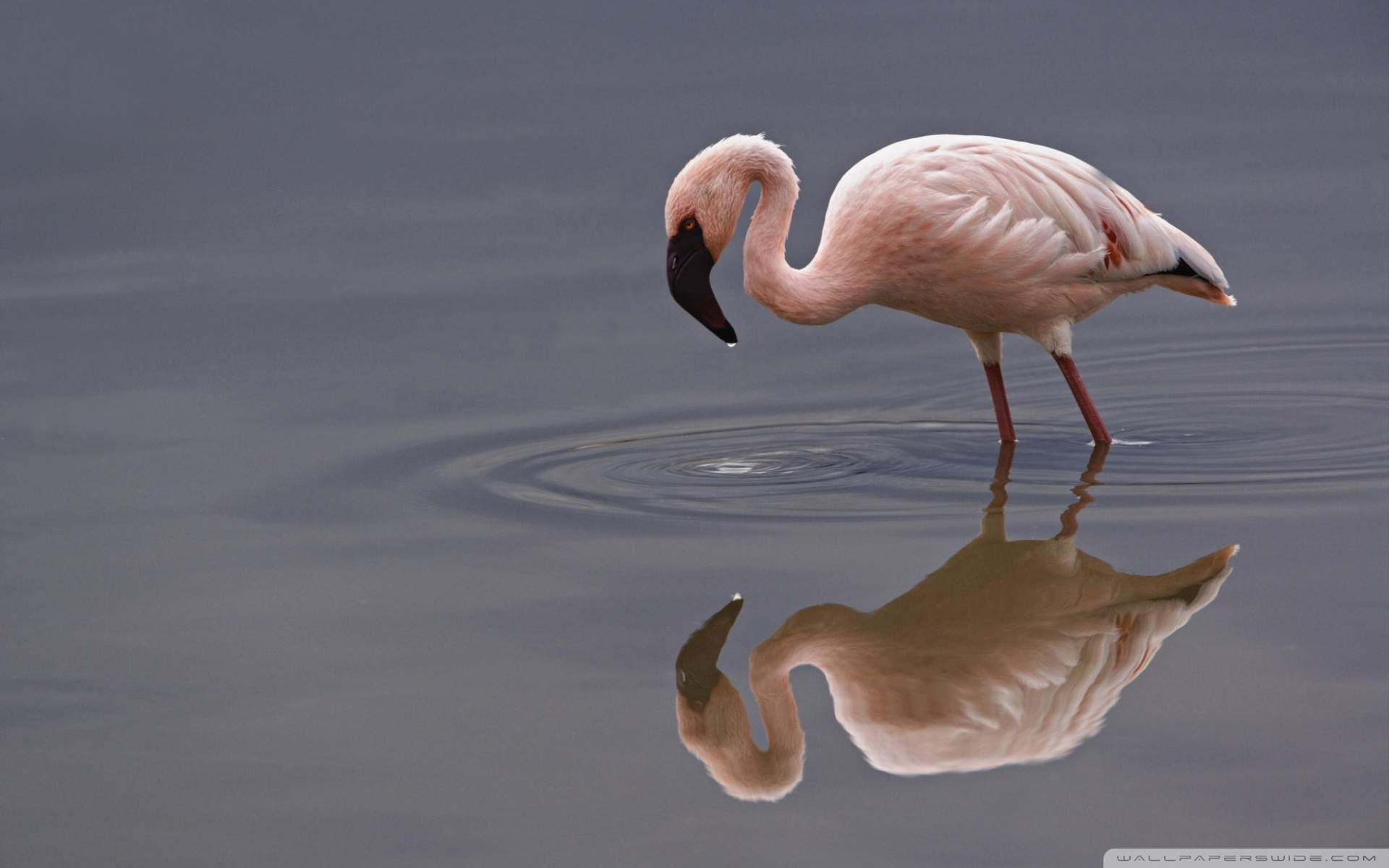 Lesser Flamingo Lake Nakuru National Park Kenya 4k HD Desktop