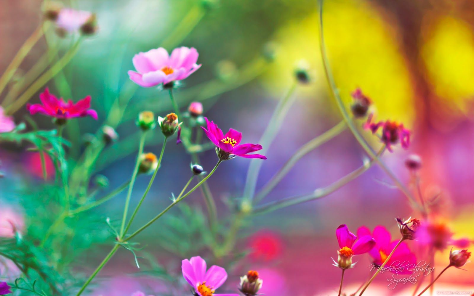 Amazing World Beautiful nature and flowers wallpaper download