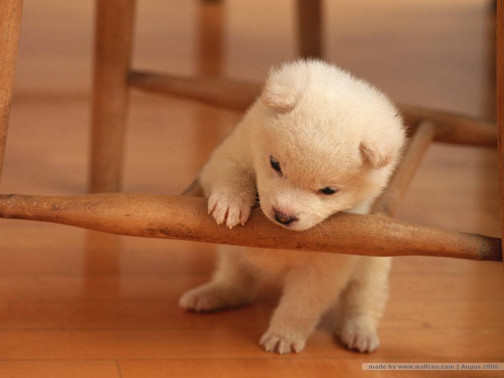 Lovely Puppy Dog Puppies Wallpaper