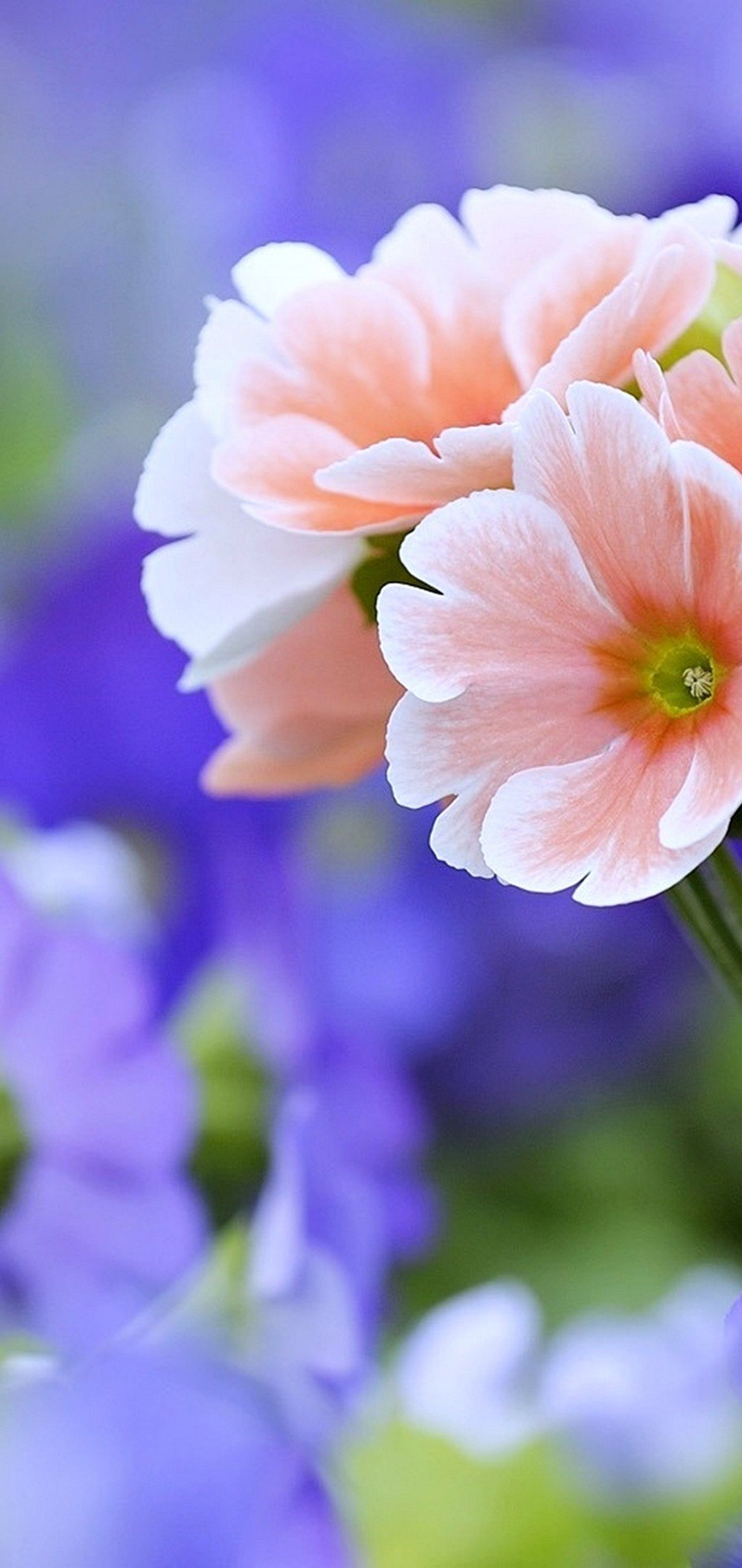 63 Beautiful Flowers Wallpapers on WallpaperPlay