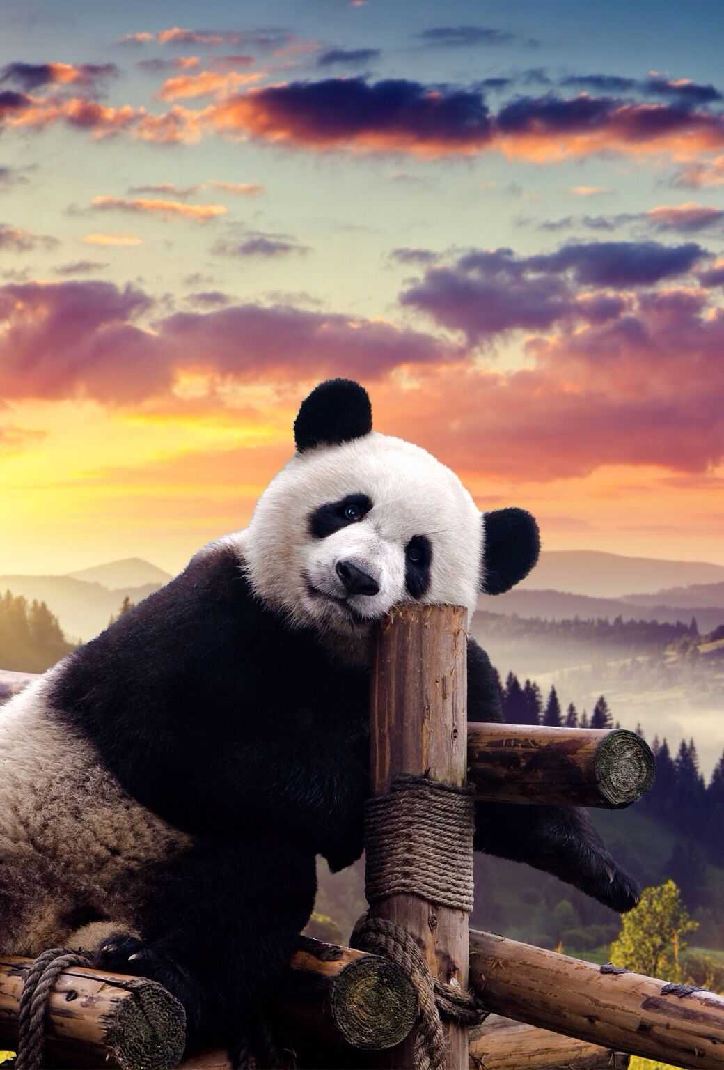 iPad Cute Panda Wallpaper
