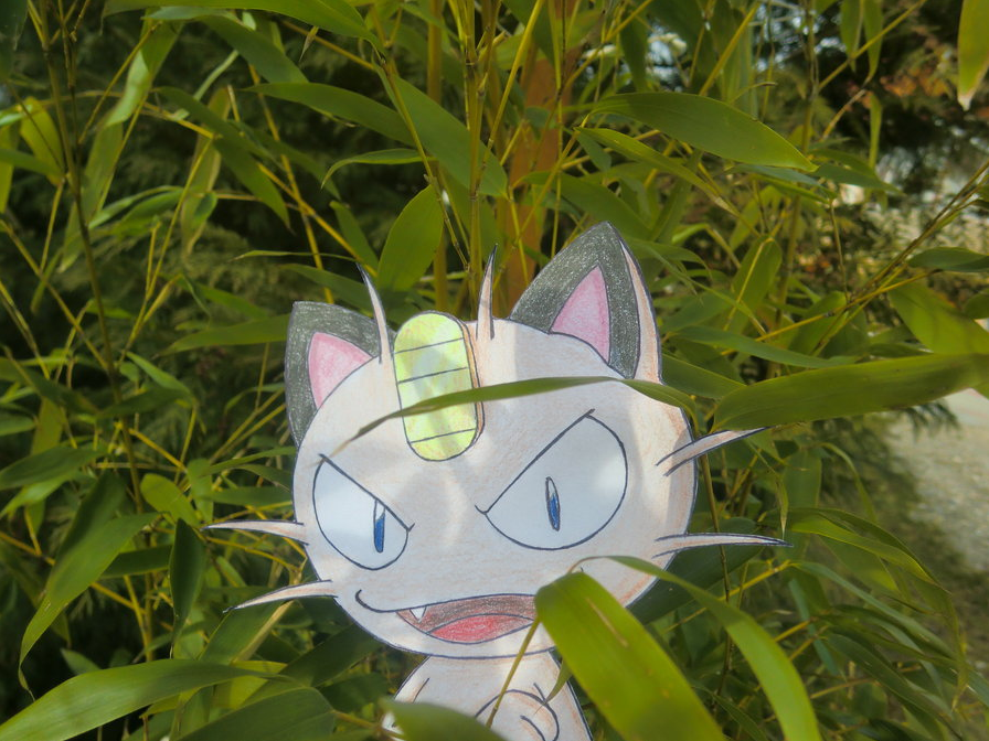 Meowth Image HD Wallpaper And Background Photos