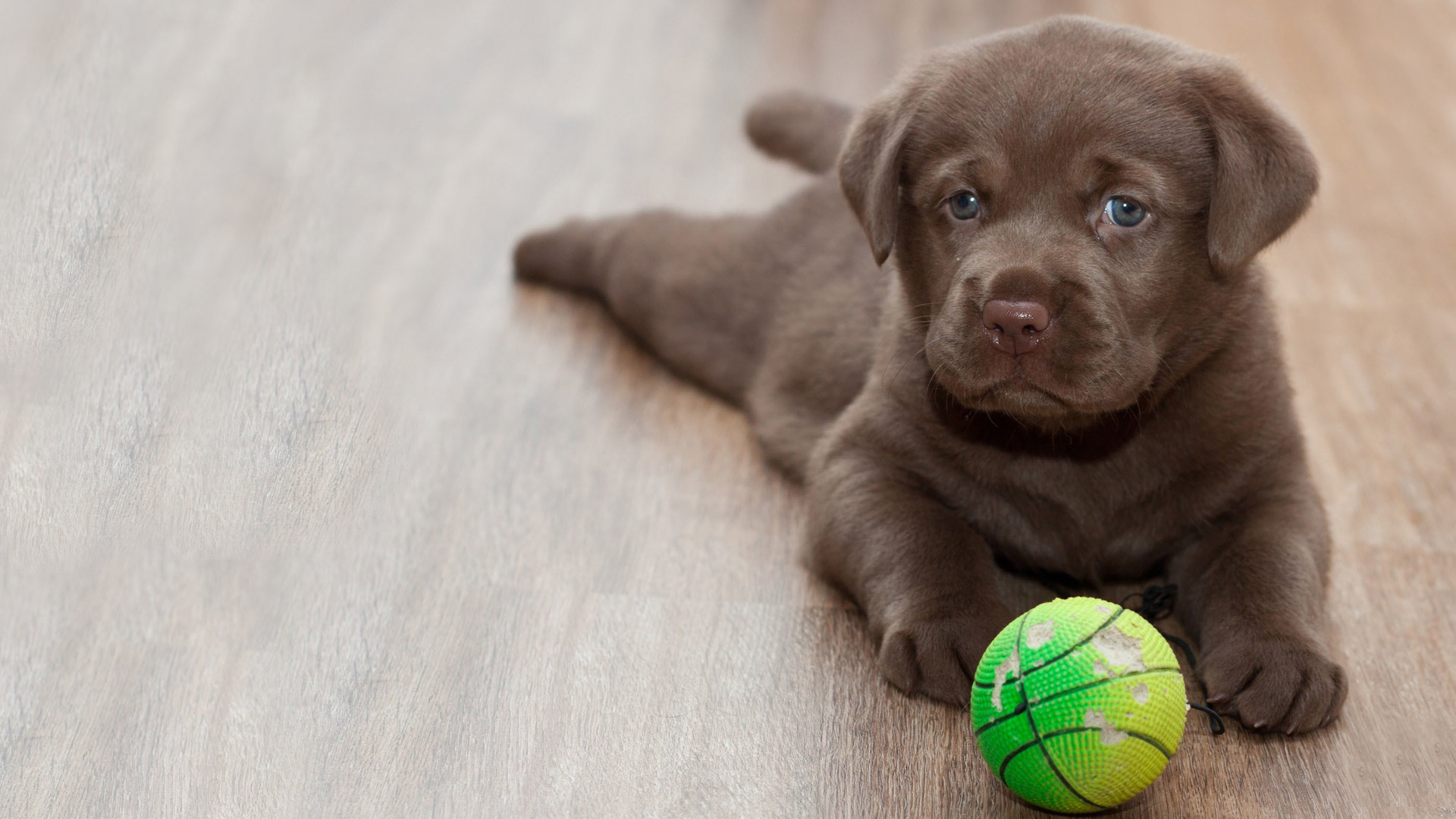 Labrador Puppy Dog HD Wallpapers HD Wallpapers