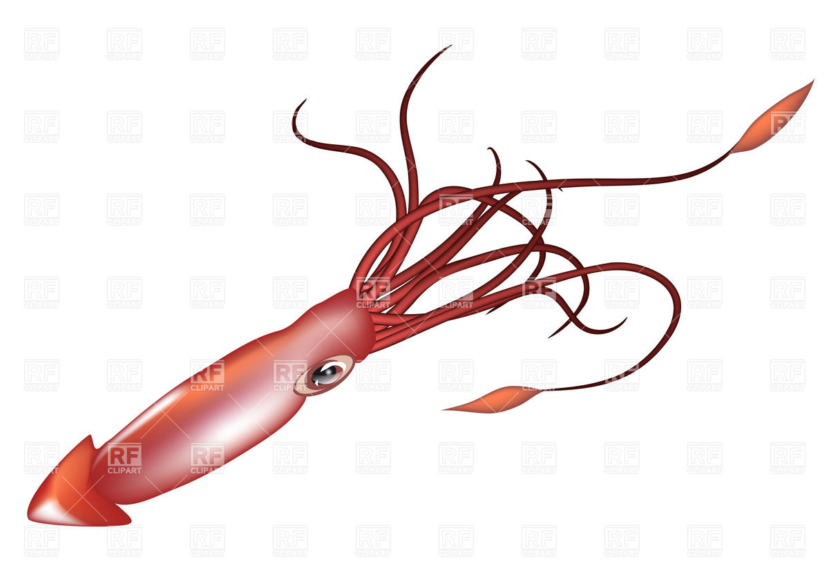 Giant squid isolated on white background download royalty free vector