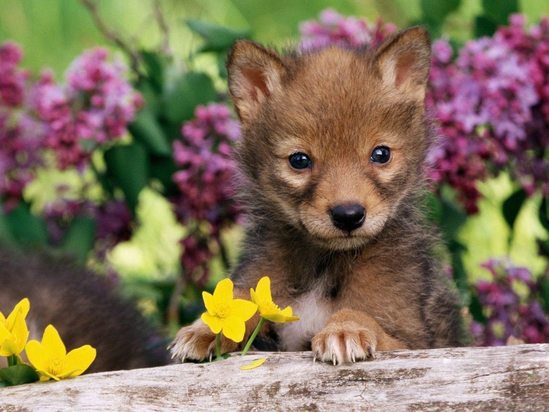 Cute Baby Wolf Wallpaper Image