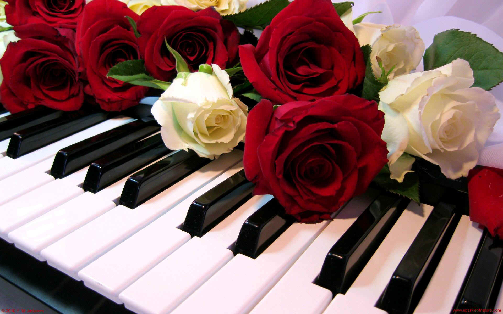 wallpaper sparkle piano roses 1920x1200
